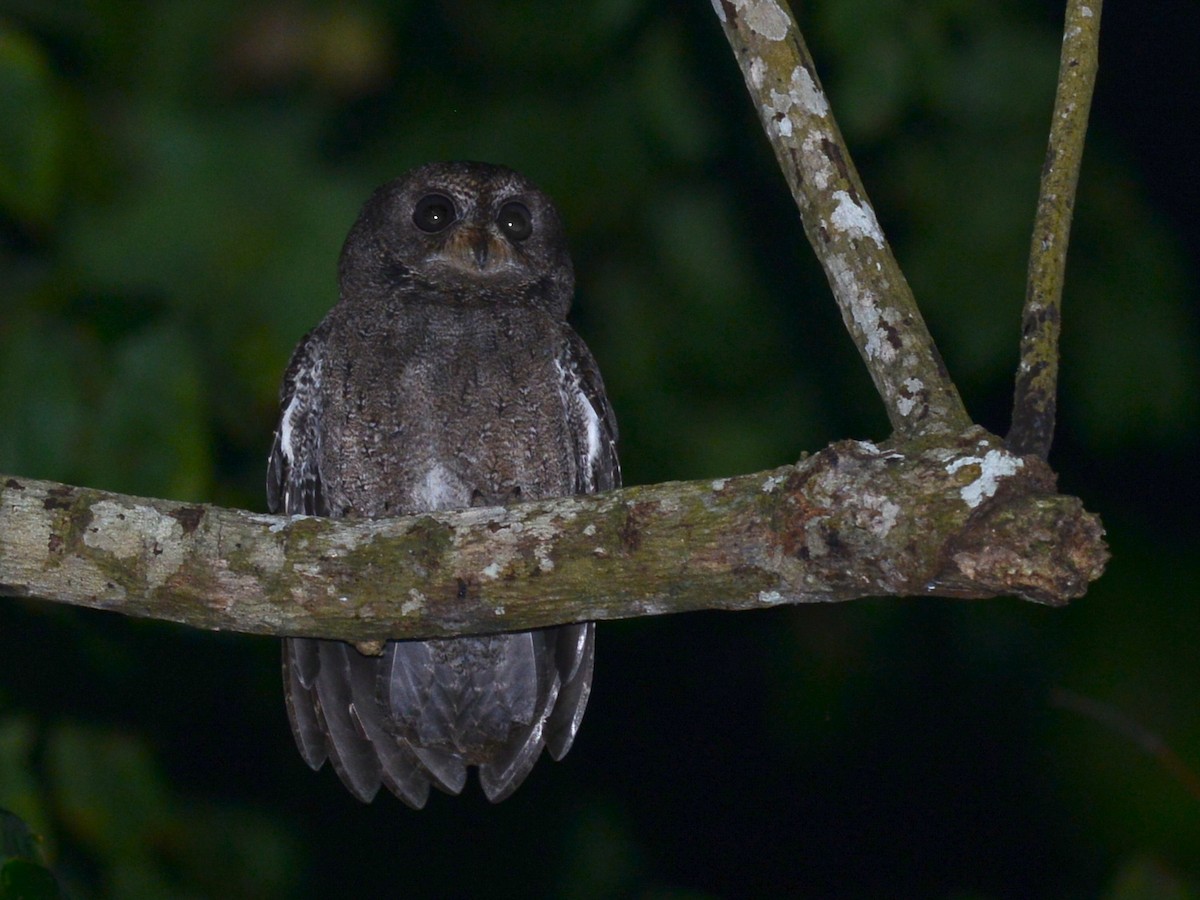 výreček mohelijský - ML193065791