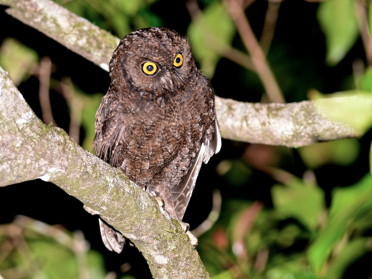 Anjouan Scops-Owl - Alan Van Norman