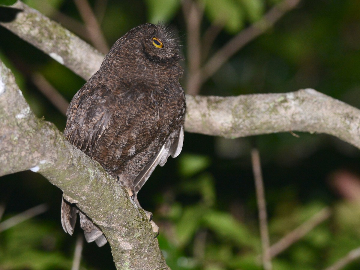 Anjouan Scops-Owl - Alan Van Norman