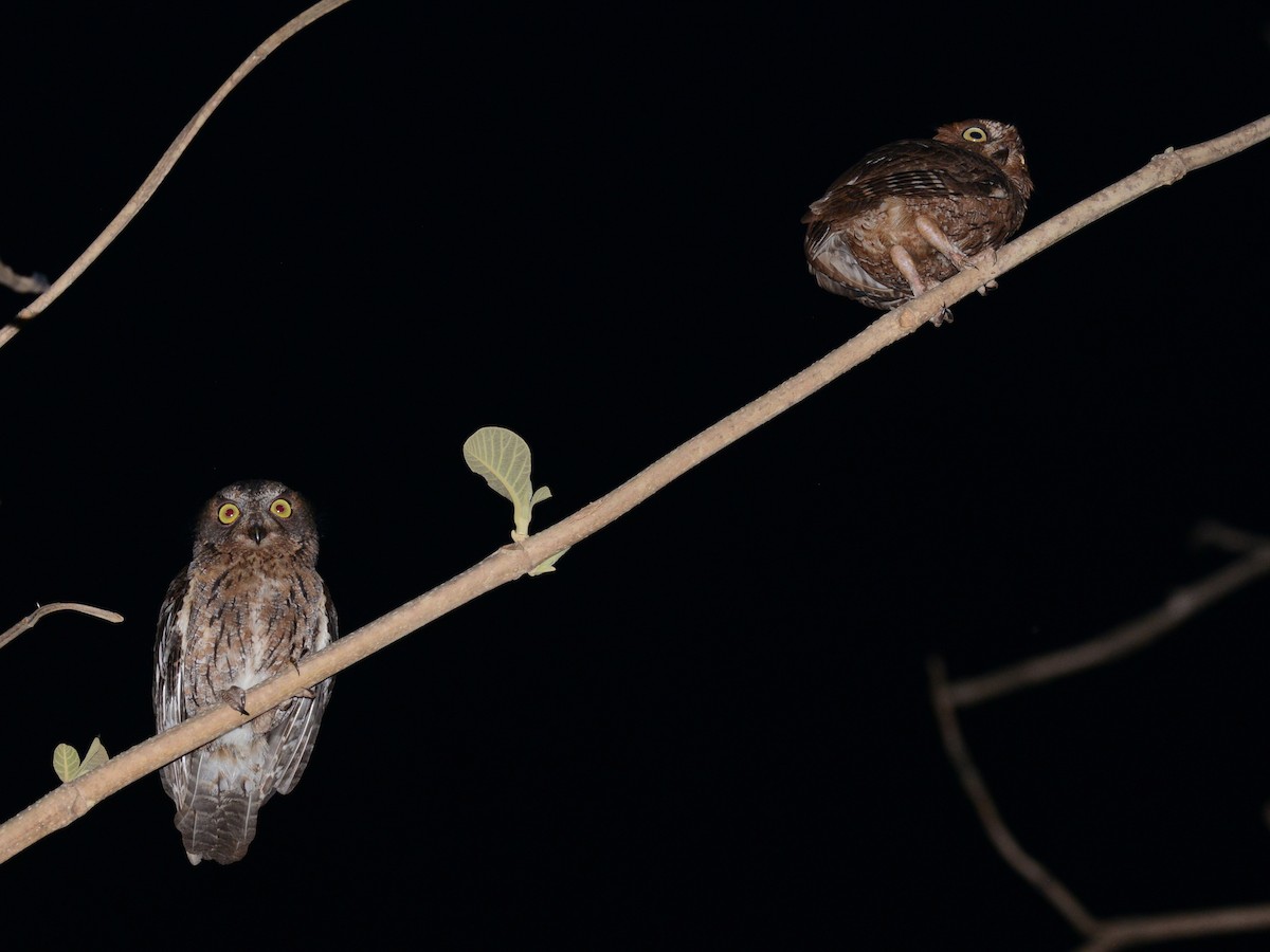 Madagascar Scops-Owl (Torotoroka) - ML193066891