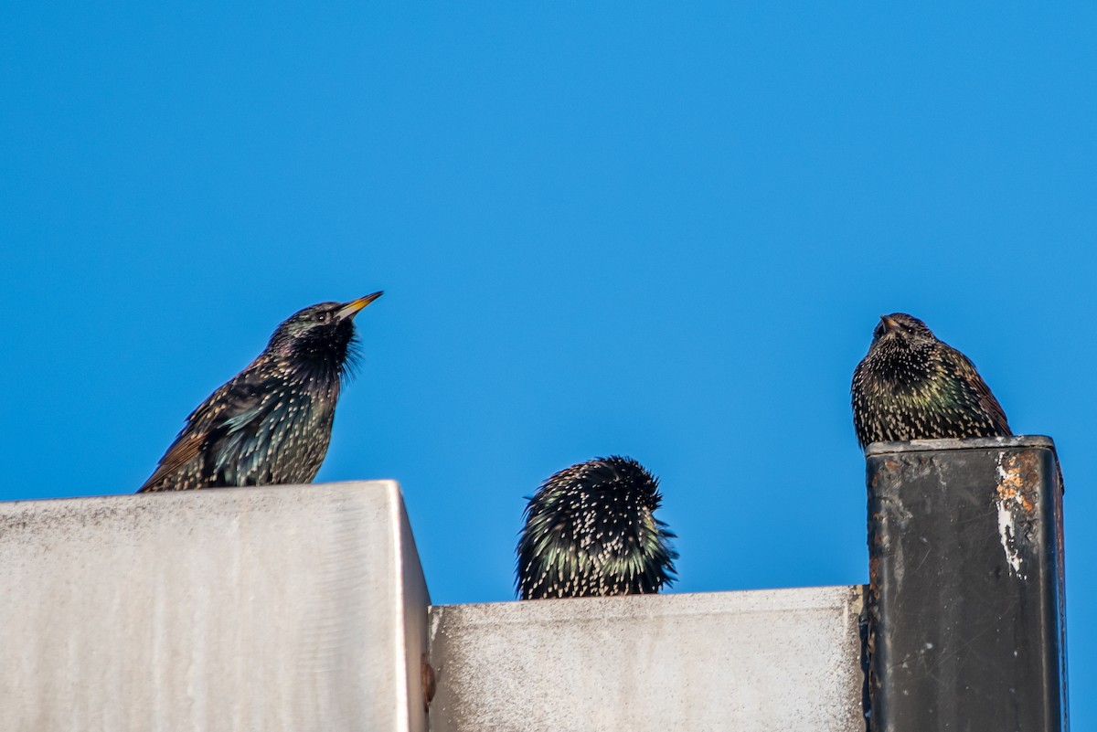 European Starling - ML193067781