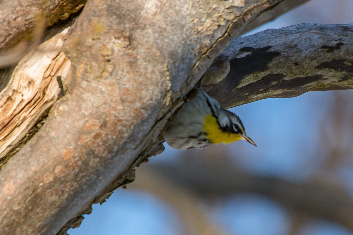 Yellow-throated Warbler - Frank King