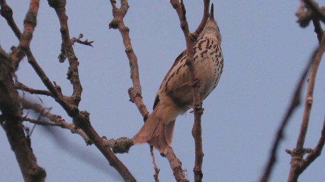 Brown Thrasher - ML193067951