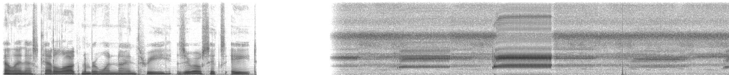 Cope's Gray Treefrog - ML193068