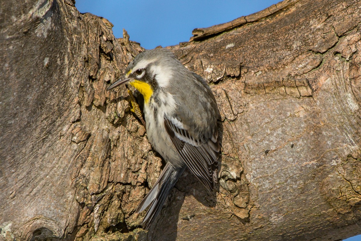 Goldkehl-Waldsänger - ML193068001