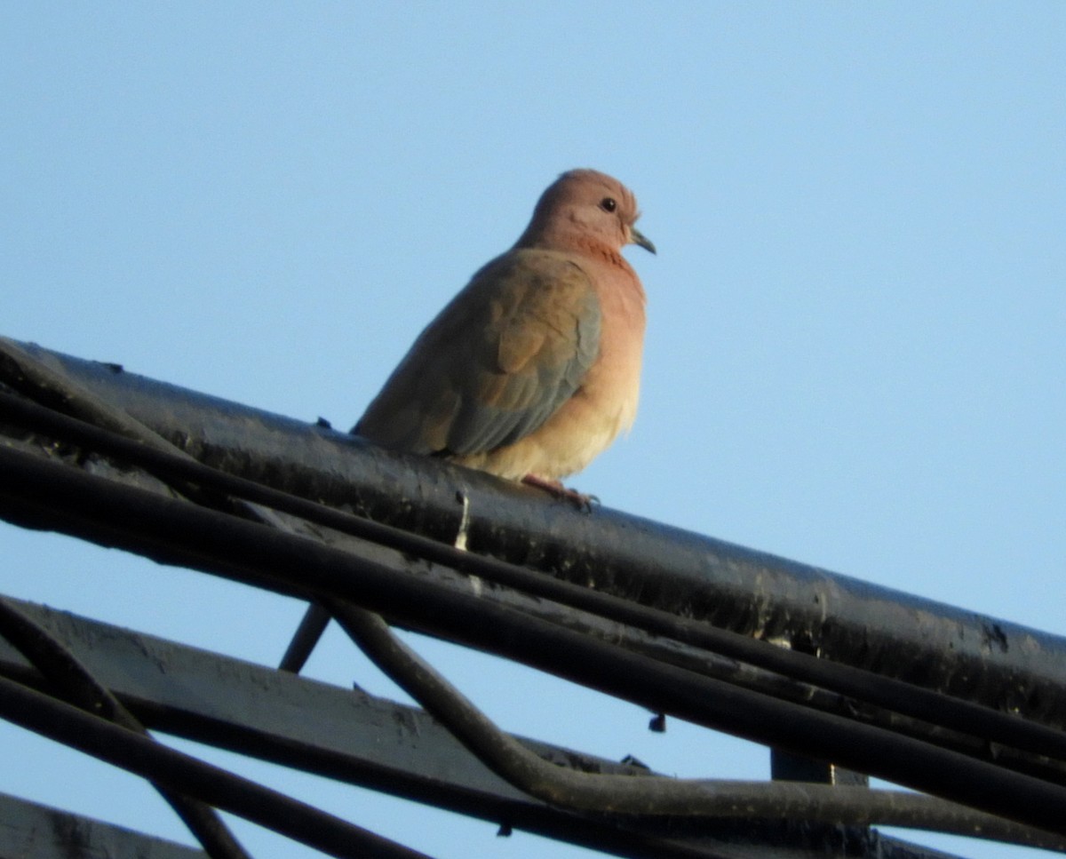 Laughing Dove - ML193068051