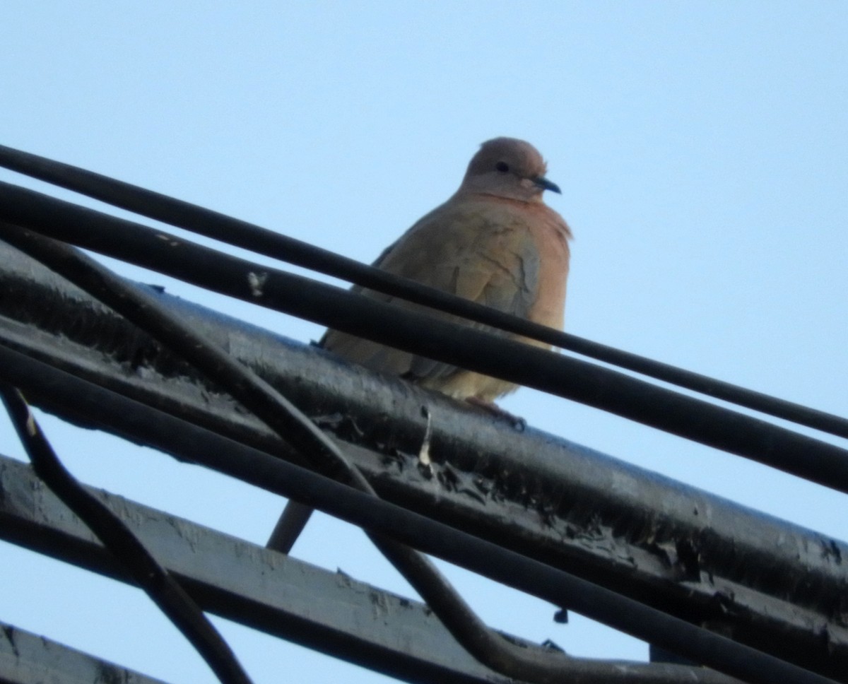 Laughing Dove - ML193068161