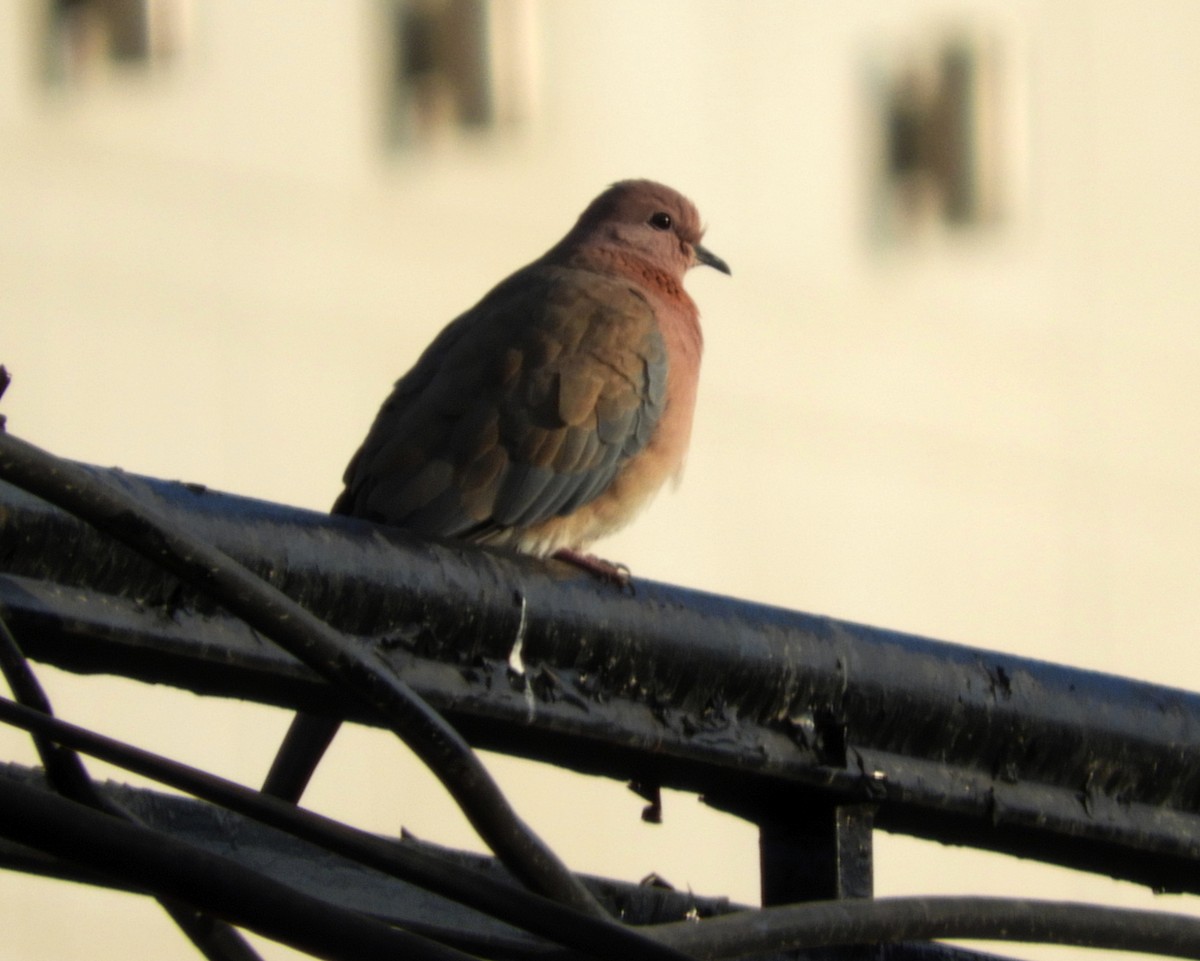 Laughing Dove - ML193068351