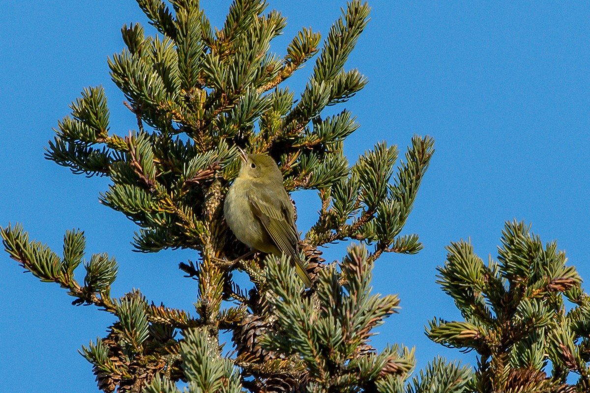 Yellow Warbler - ML193068591