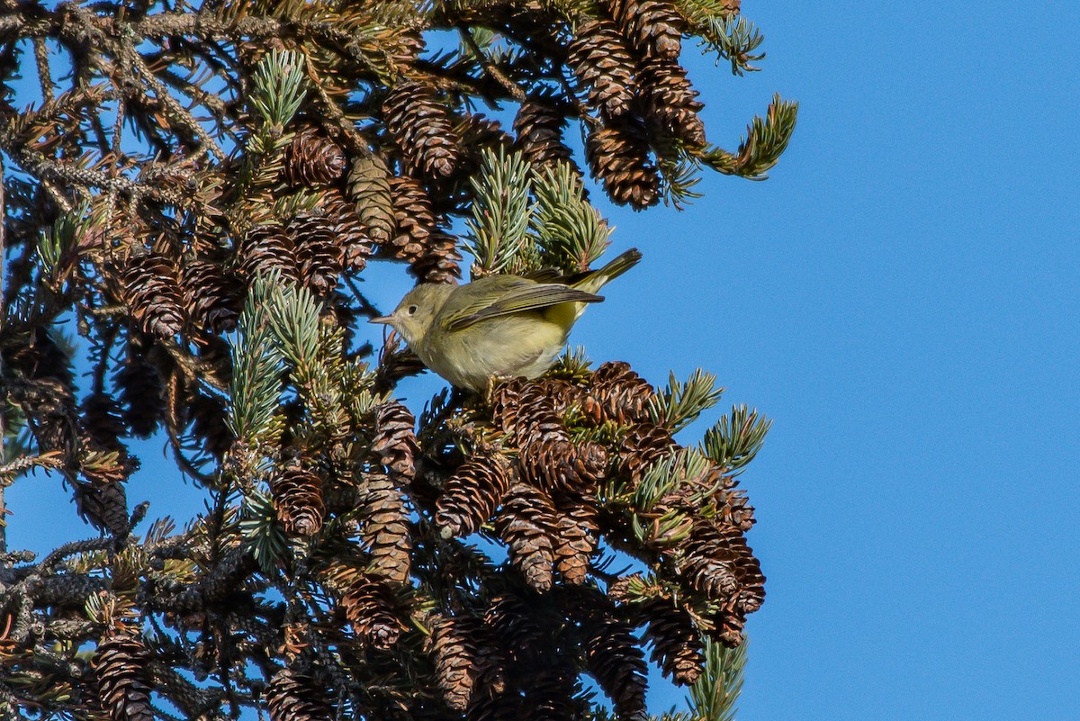 Yellow Warbler - ML193068601