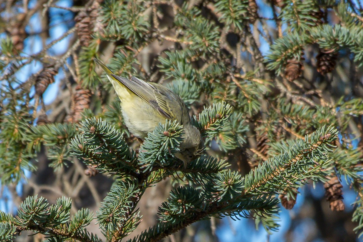 Yellow Warbler - ML193068611