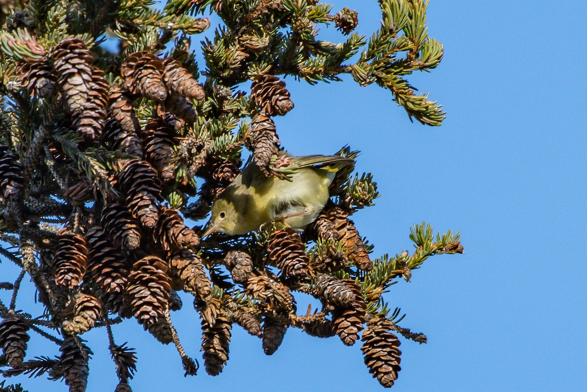 Yellow Warbler - ML193068621