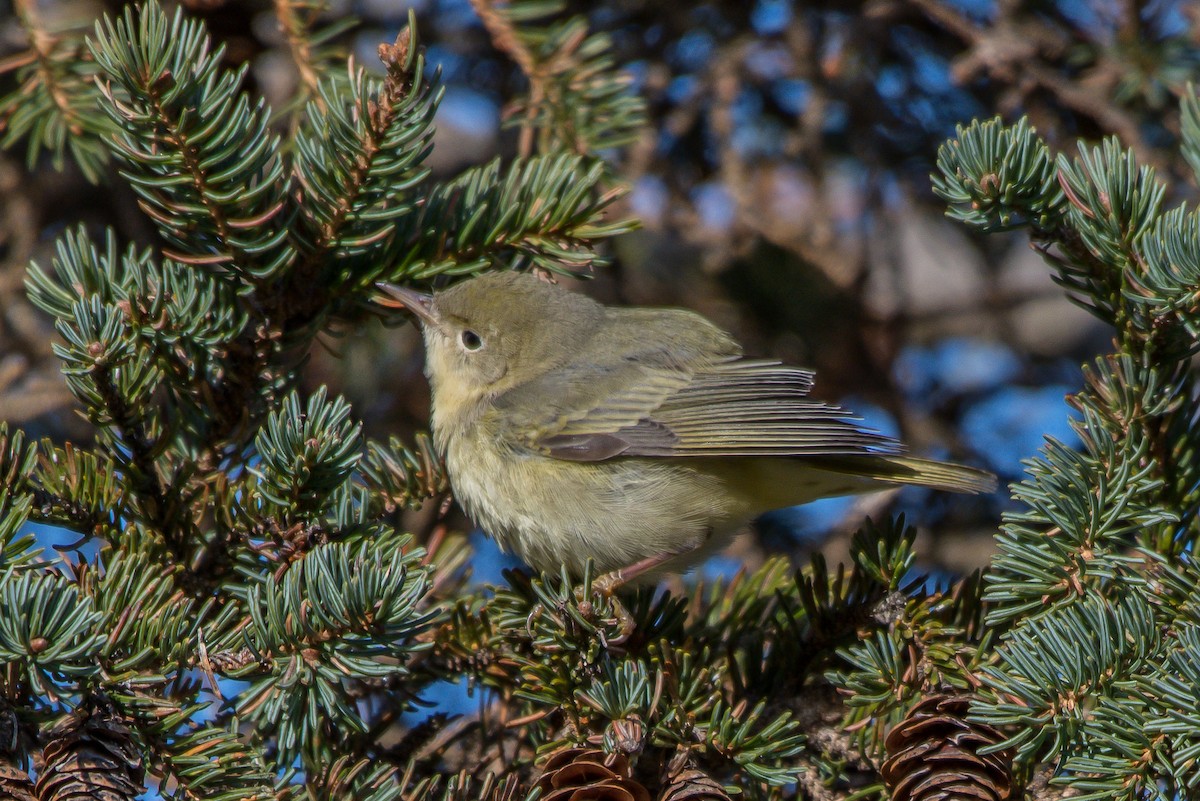 Yellow Warbler - ML193068631