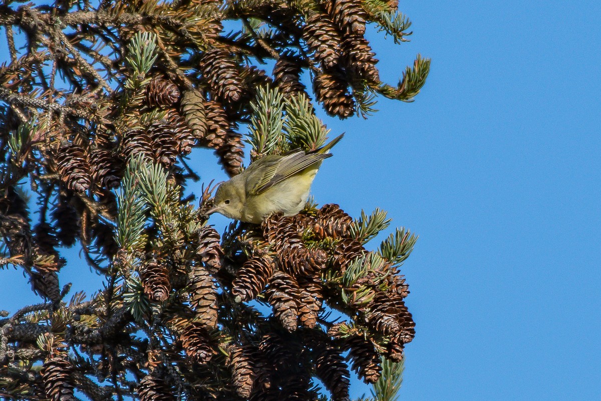 Yellow Warbler - ML193068671