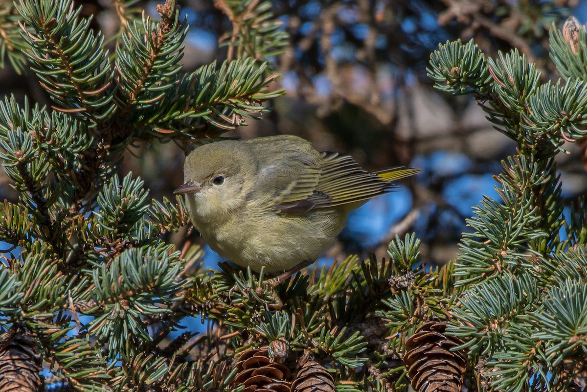 Yellow Warbler - ML193068681