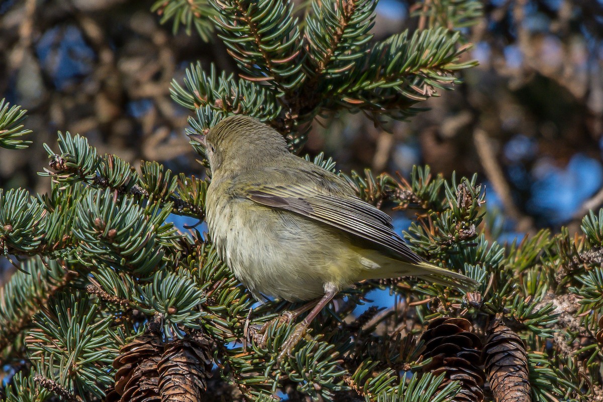 Yellow Warbler - ML193068691