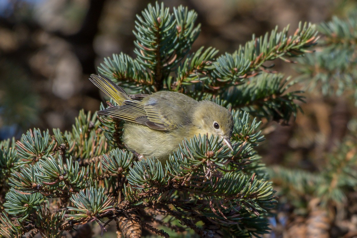 Yellow Warbler - ML193068701
