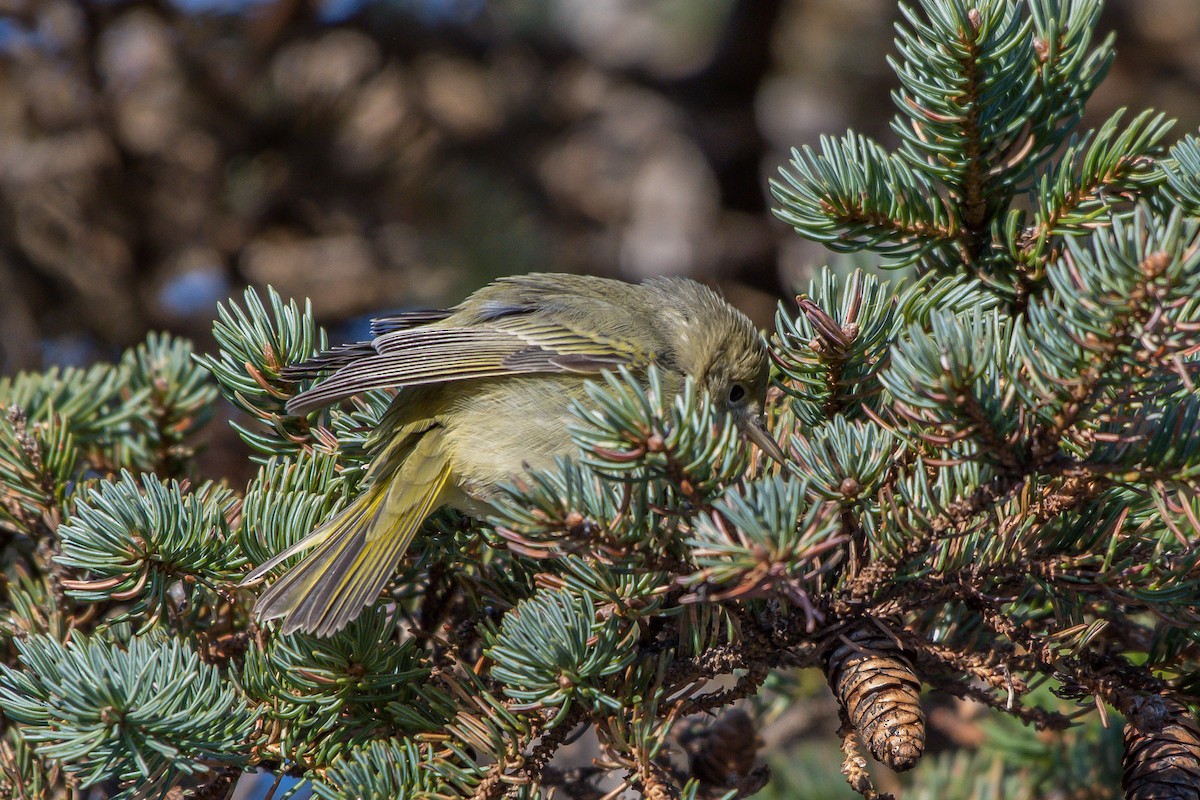 Yellow Warbler - ML193068711