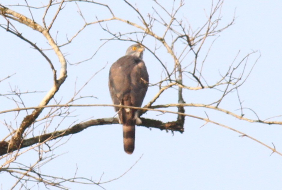 Crested Goshawk - Sea Williams