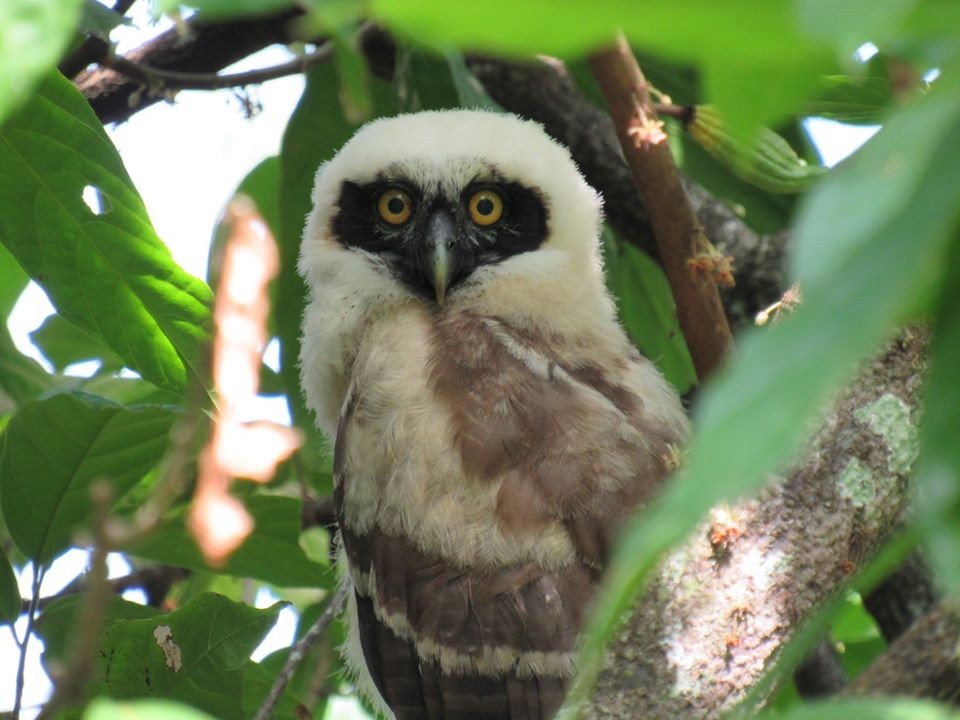 Spectacled Owl - ML193069881