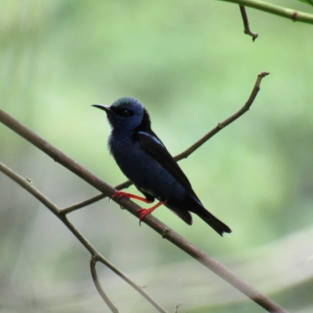 Red-legged Honeycreeper - ML193069951