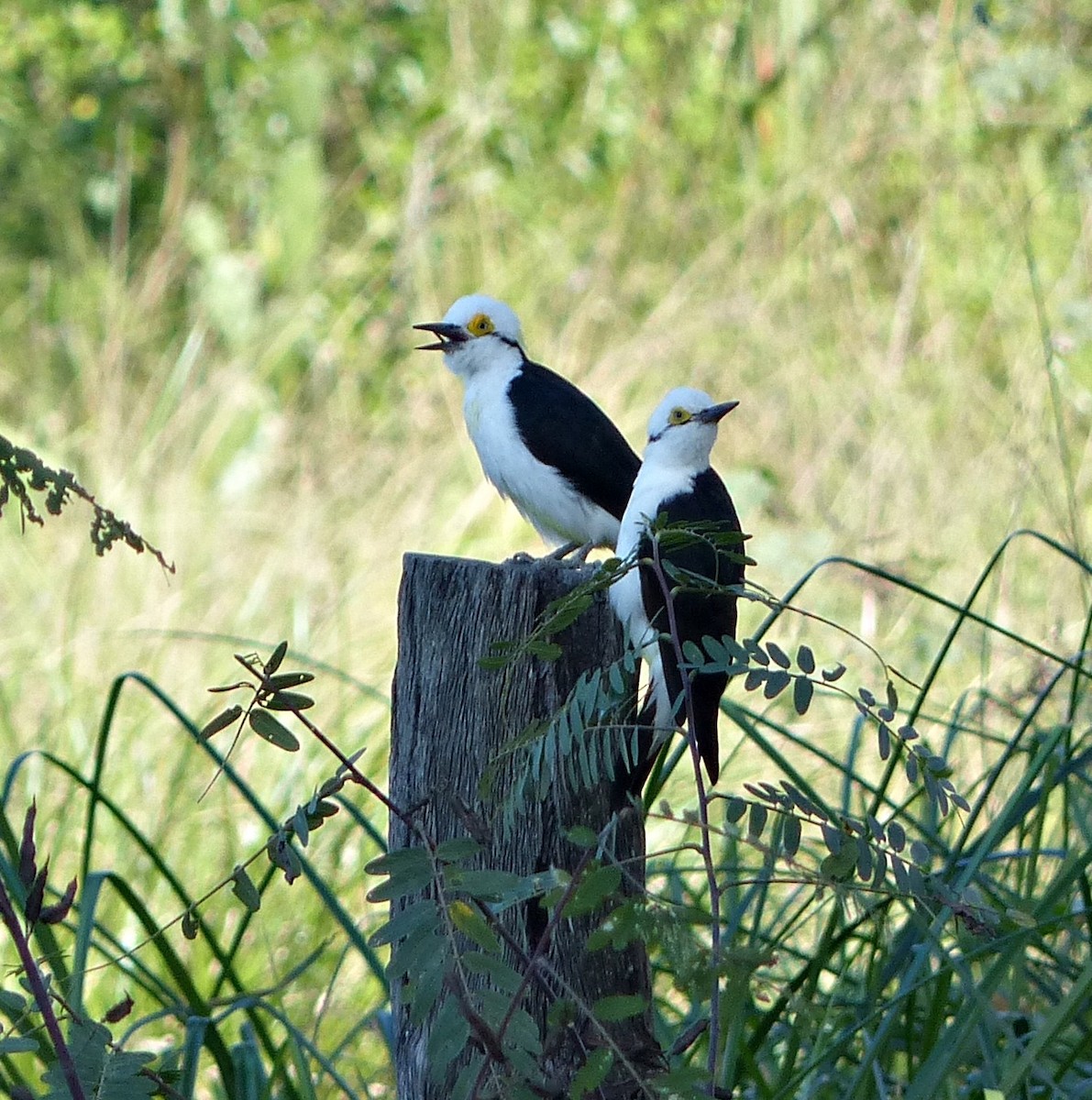 White Woodpecker - ML193071021