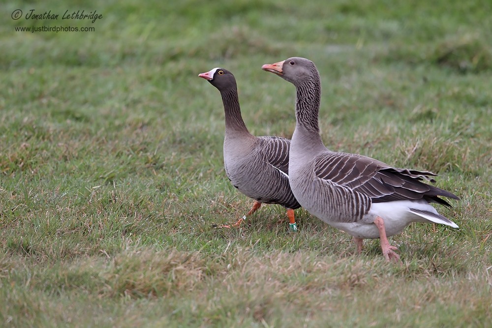 Lesser White-fronted Goose - ML193071791