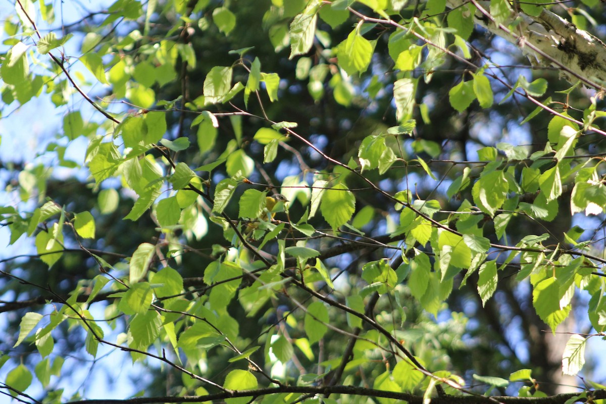 Nashville Warbler - ML193071951