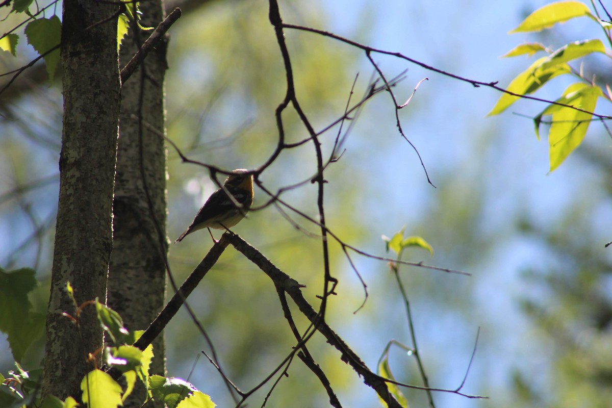 Blackburnian Warbler - ML193071971