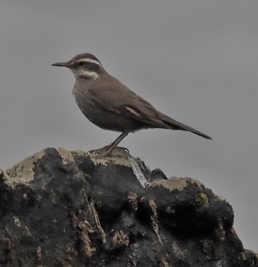 Dark-bellied Cinclodes - ML193072661