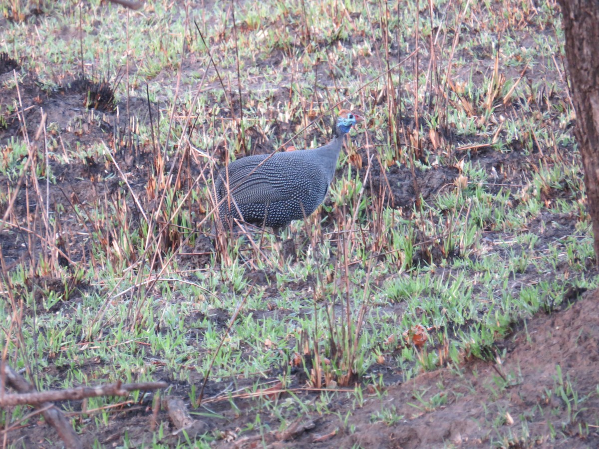 Helmeted Guineafowl - Karo Fritzsche