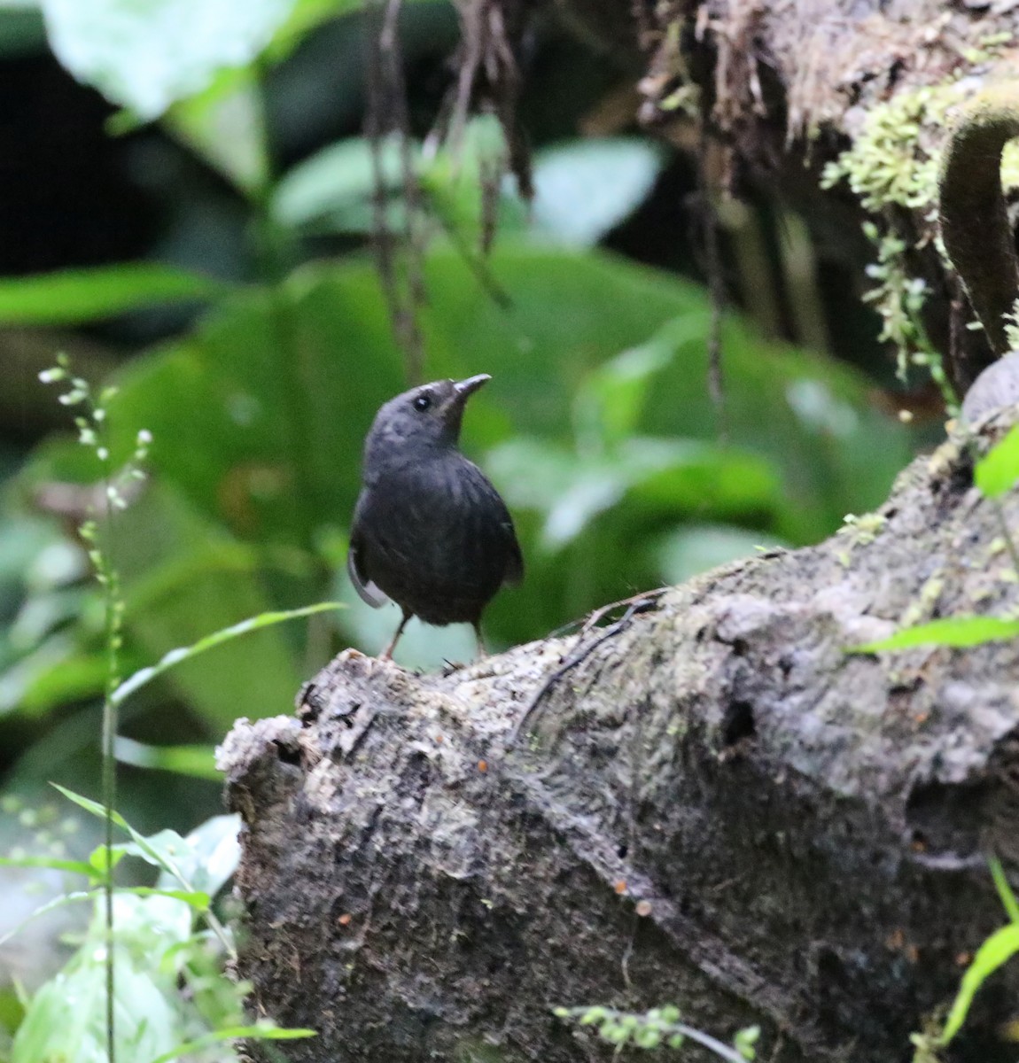 Santa Marta Tapaculo - Daniel Branch