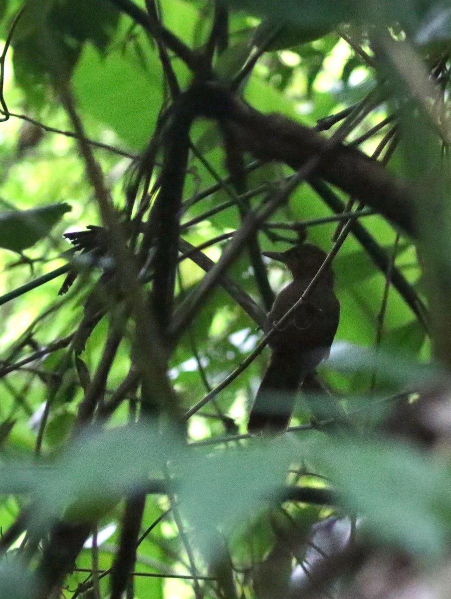 Santa Marta Foliage-gleaner - ML193073671