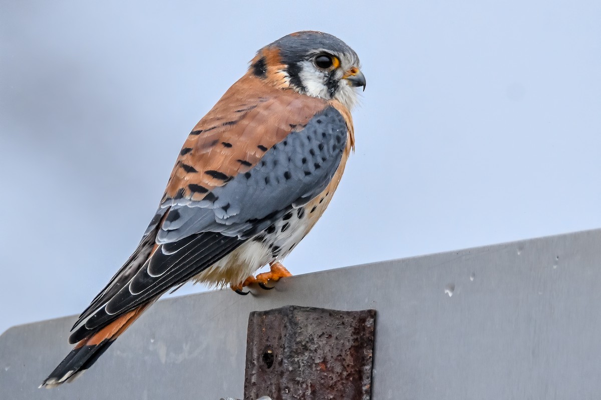 American Kestrel - Kevin  Fox