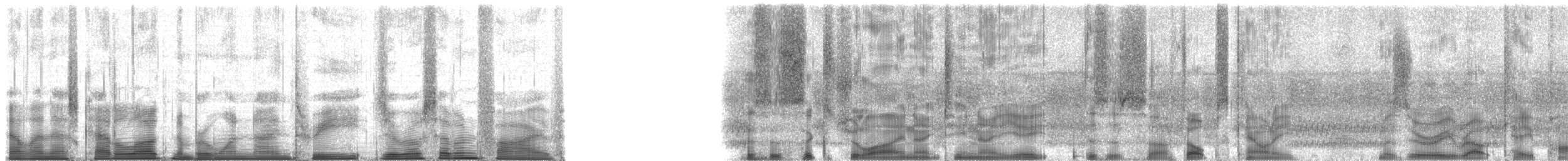 Cope's Gray Treefrog - ML193075