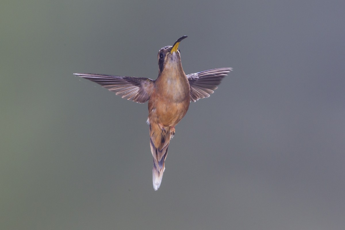 Gray-chinned Hermit - ML193075001