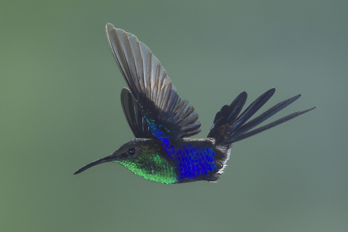 Fork-tailed Woodnymph - Peter Hawrylyshyn
