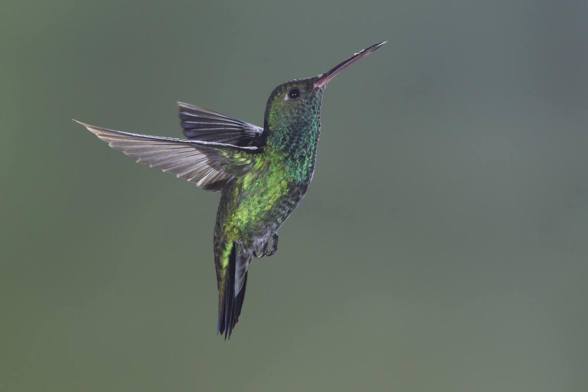 Glittering-throated Emerald - ML193075361