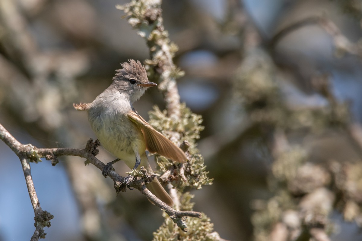 Haubenkleintyrann - ML193075651