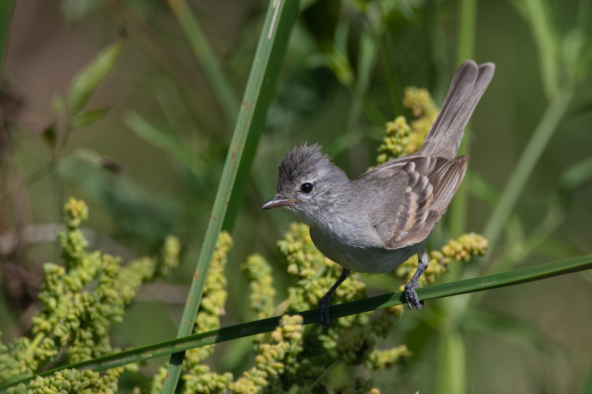 Haubenkleintyrann - ML193075671