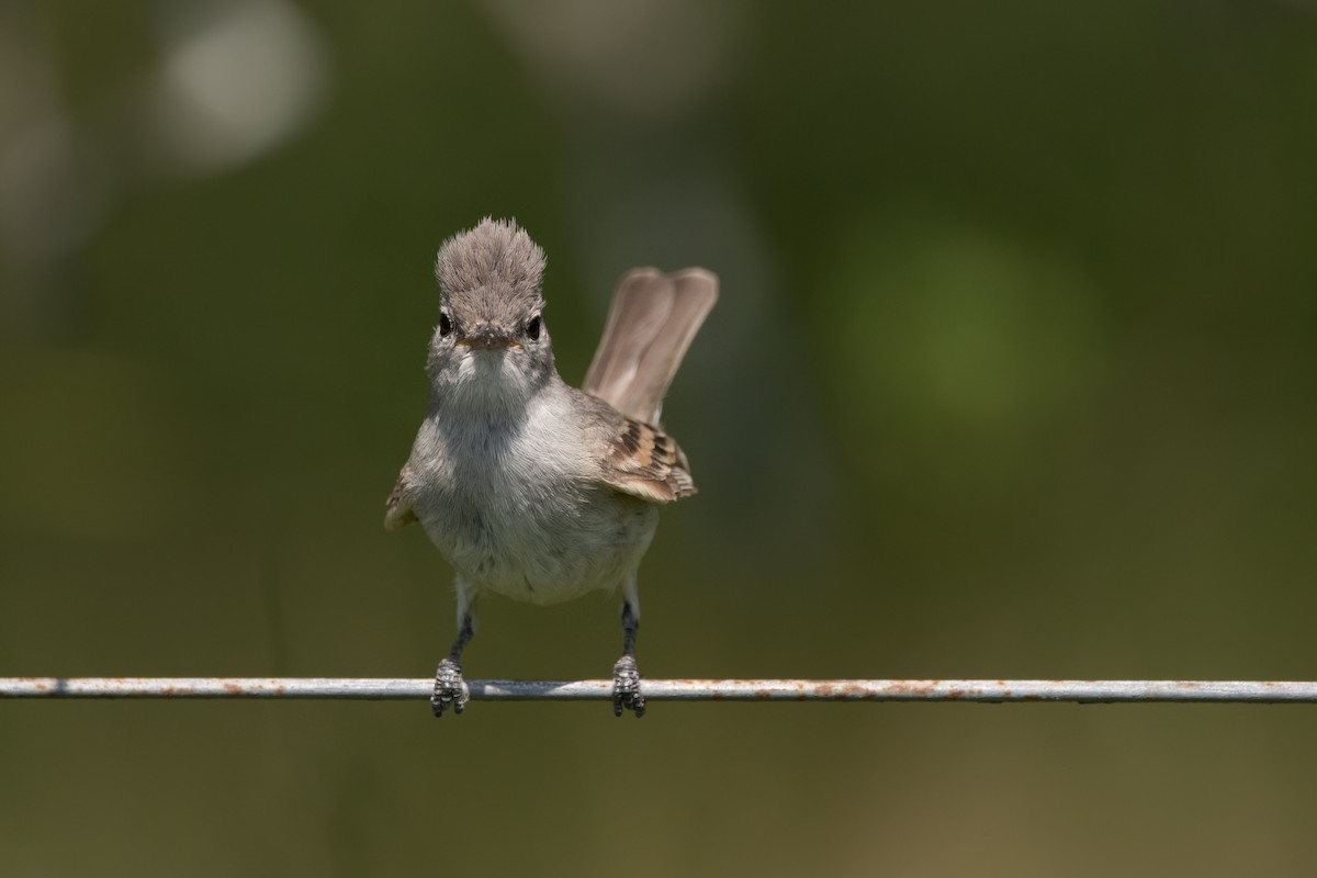 Haubenkleintyrann - ML193075771