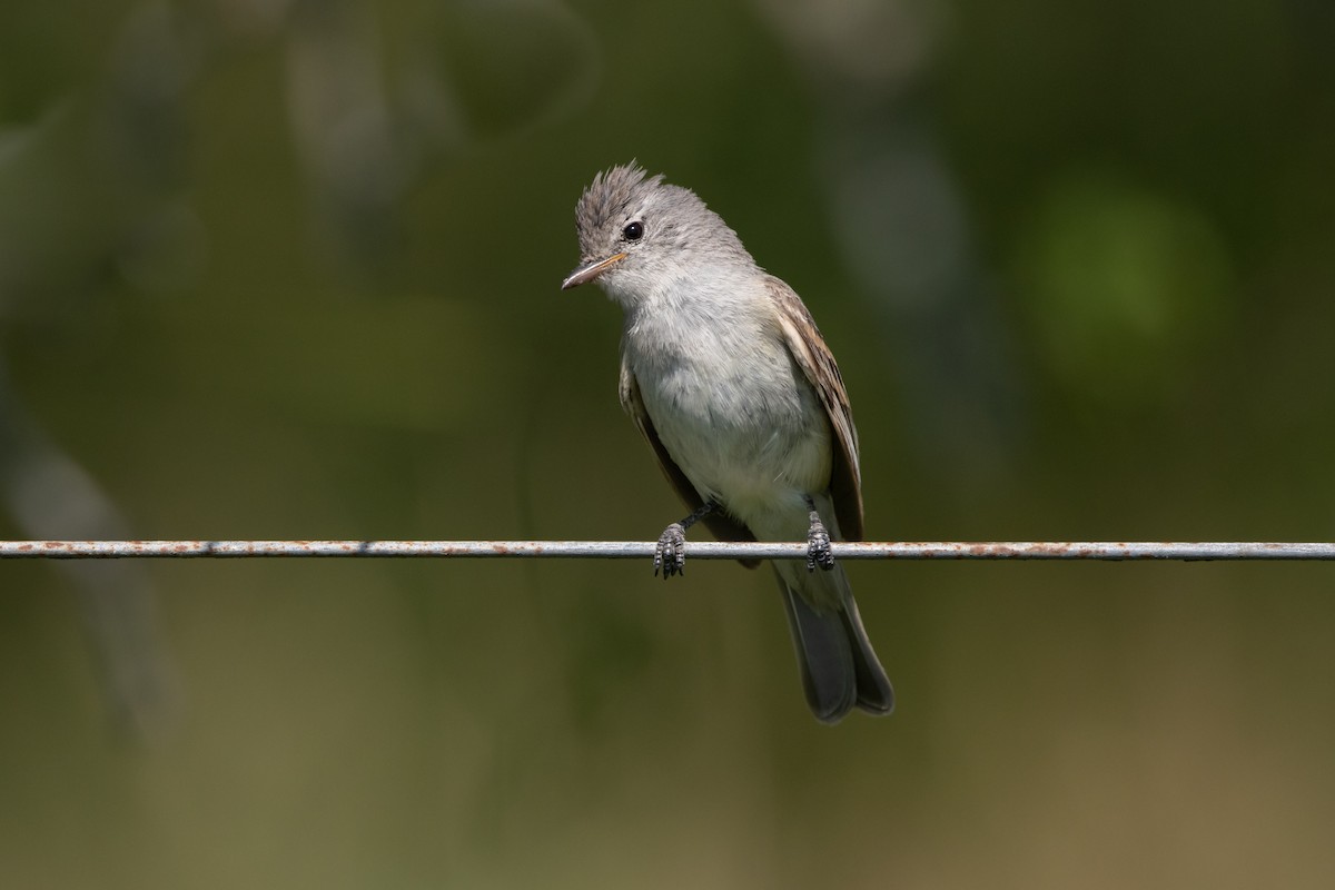 Haubenkleintyrann - ML193075831