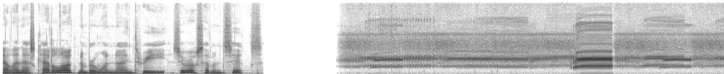 Cope's Gray Treefrog - ML193076