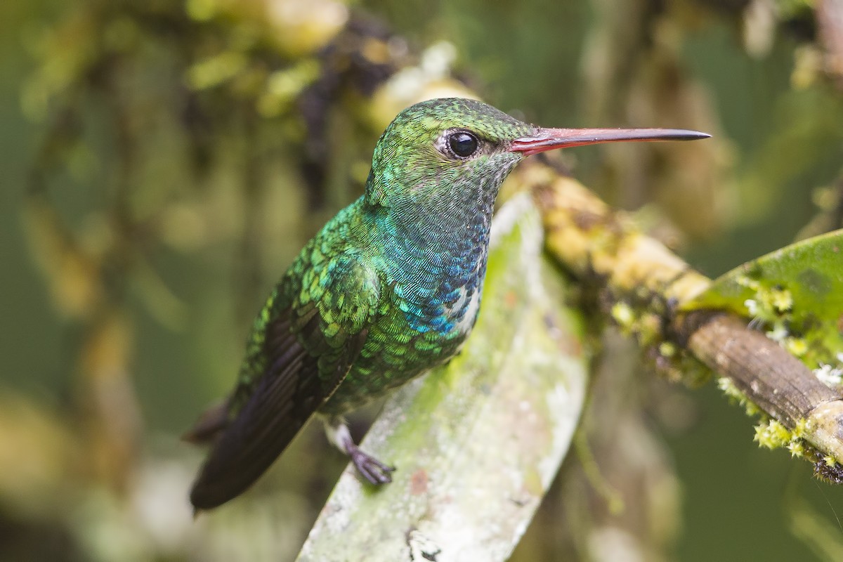 Glittering-throated Emerald - ML193076181