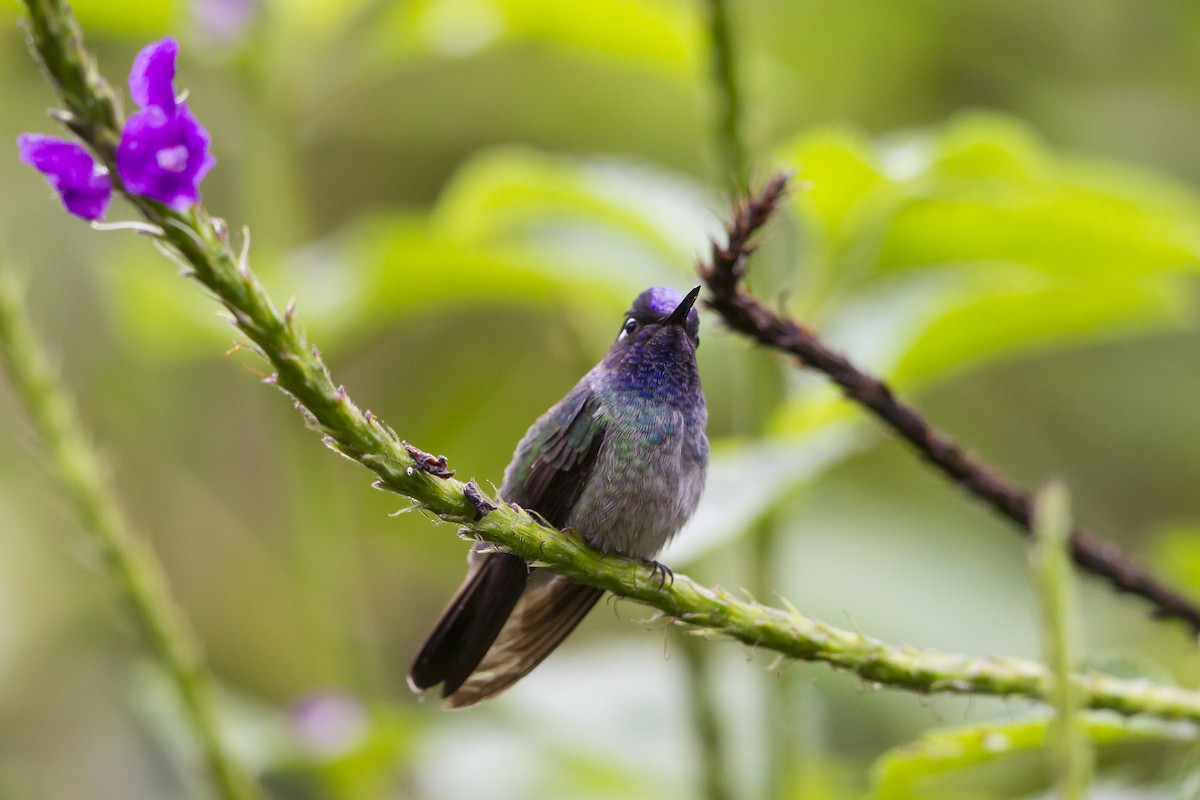 Violet-headed Hummingbird - Peter Hawrylyshyn