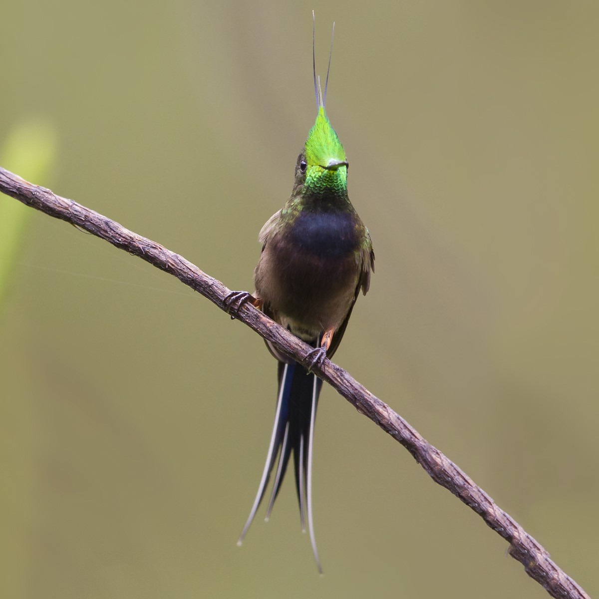 Wire-crested Thorntail - ML193076371