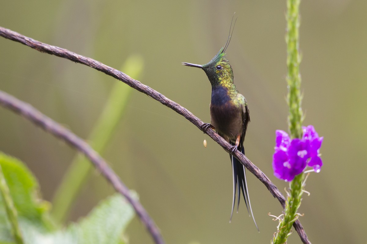 Wire-crested Thorntail - ML193076381