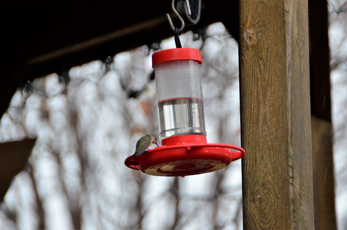 Calliope Hummingbird - Darren Dewitt