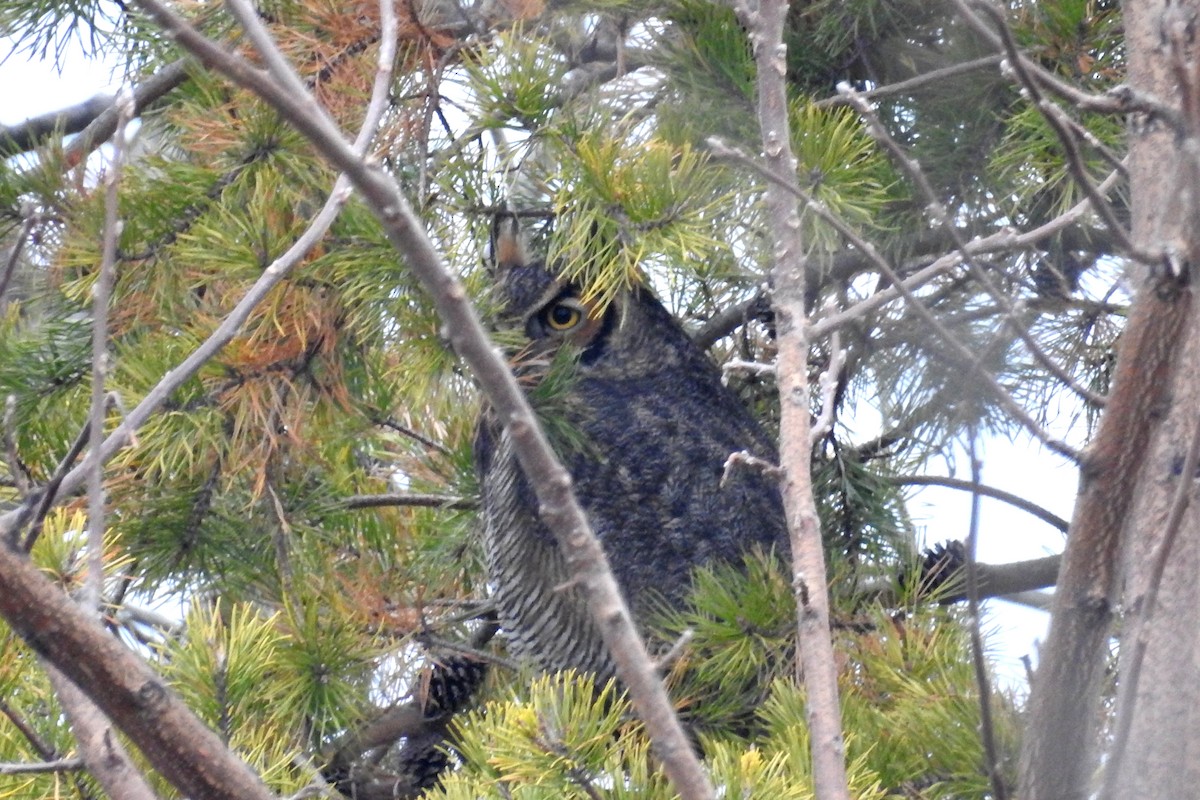 Great Horned Owl - ML193077551