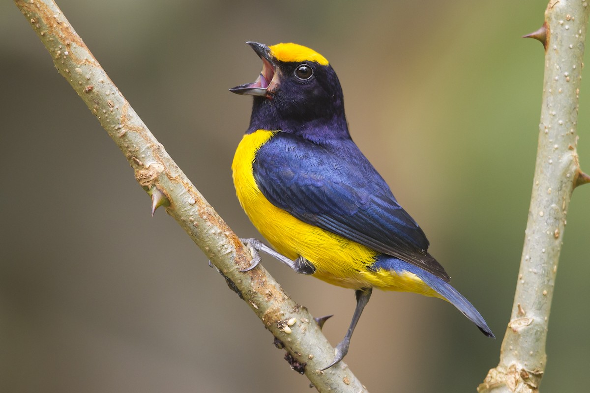 Orange-bellied Euphonia - ML193077641